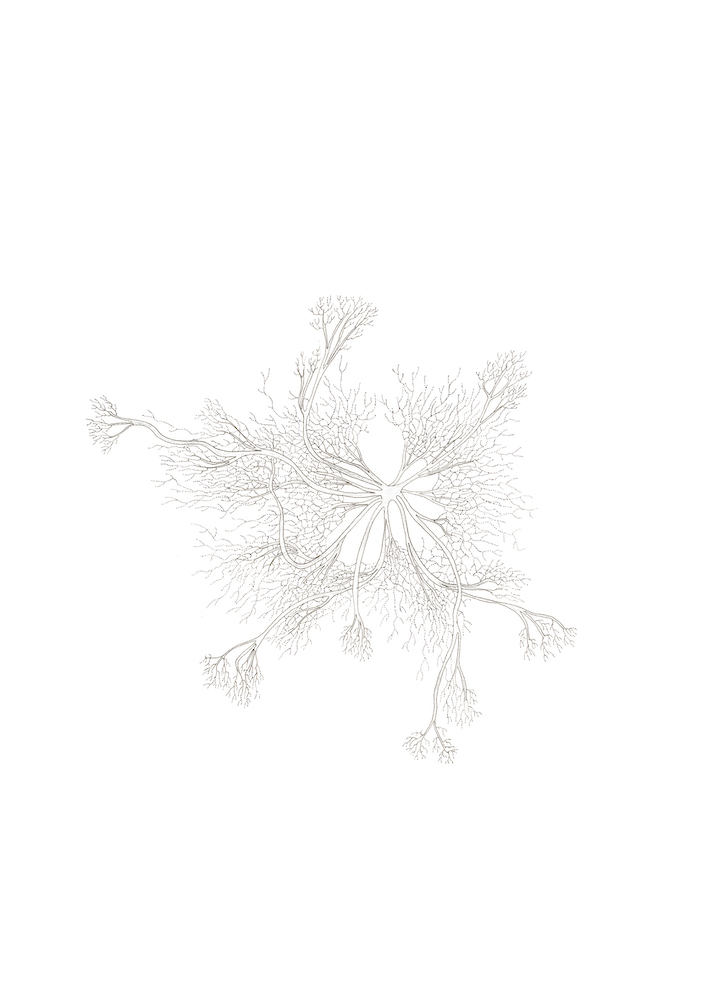 Chêne de montagne aux racines champignonesques. Vue du ciel, 2019